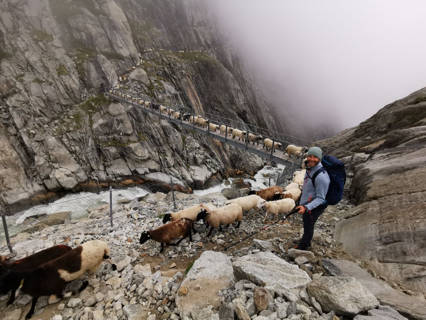Schafherde zieht im Nebel über eine Hängebrücke